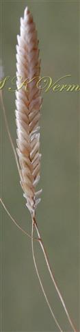  Spikelet